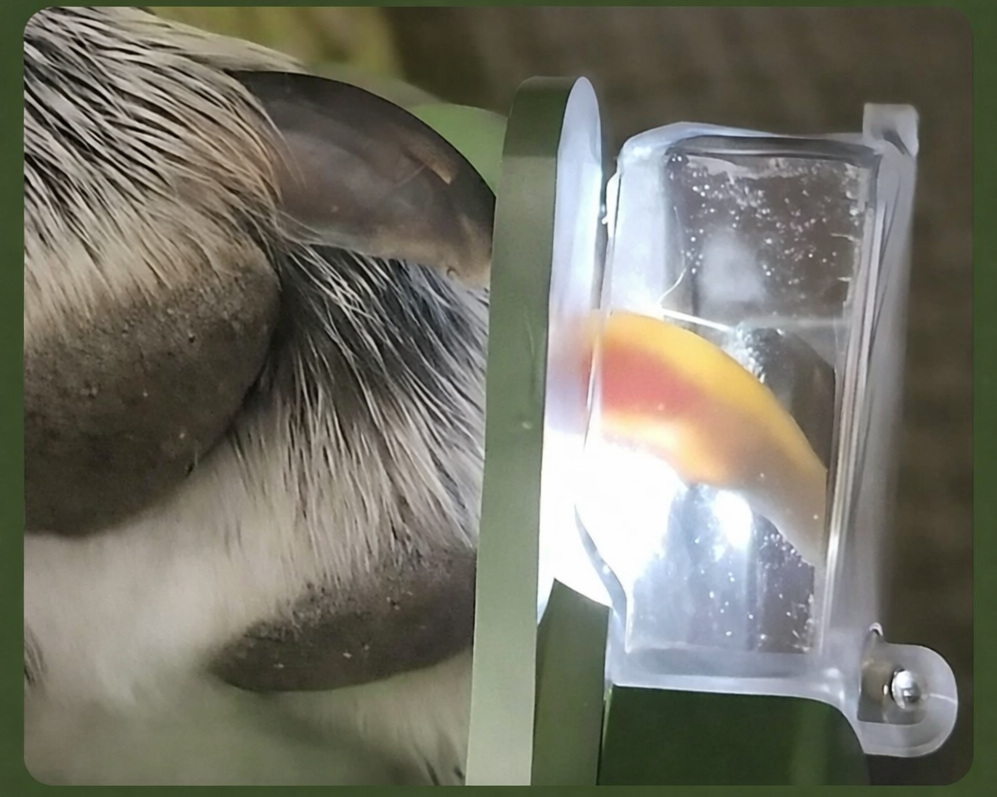 2-in-1 Pet Nail Trimmer & Grinder with LED Light