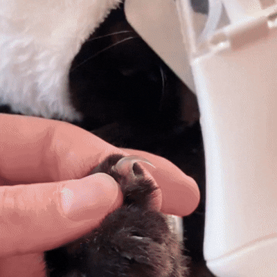 2-in-1 Pet Nail Trimmer & Grinder with LED Light