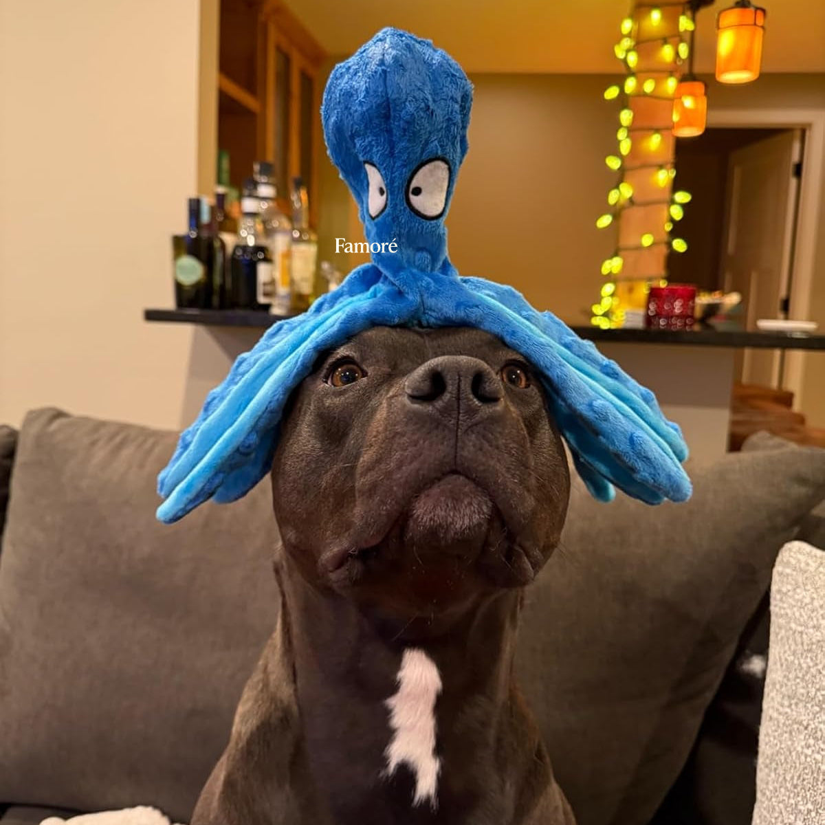 Dog wearing a blue octopus-shaped toy on its head in a cozy living room.
