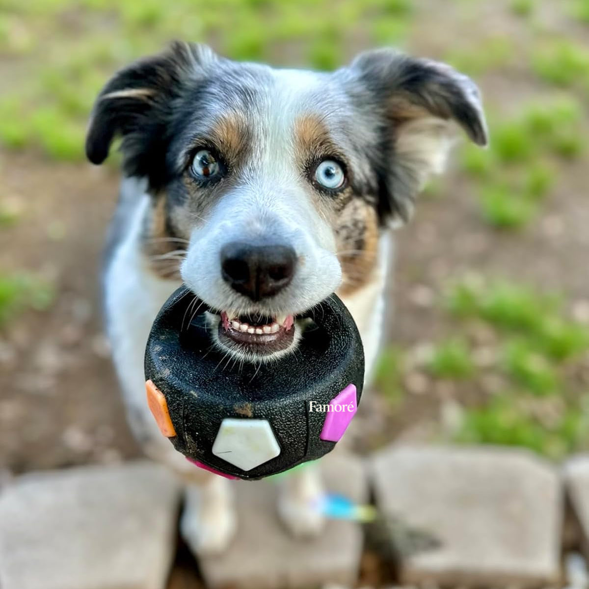 Dog holding a black ball with colorful design in its mouth outdoors.