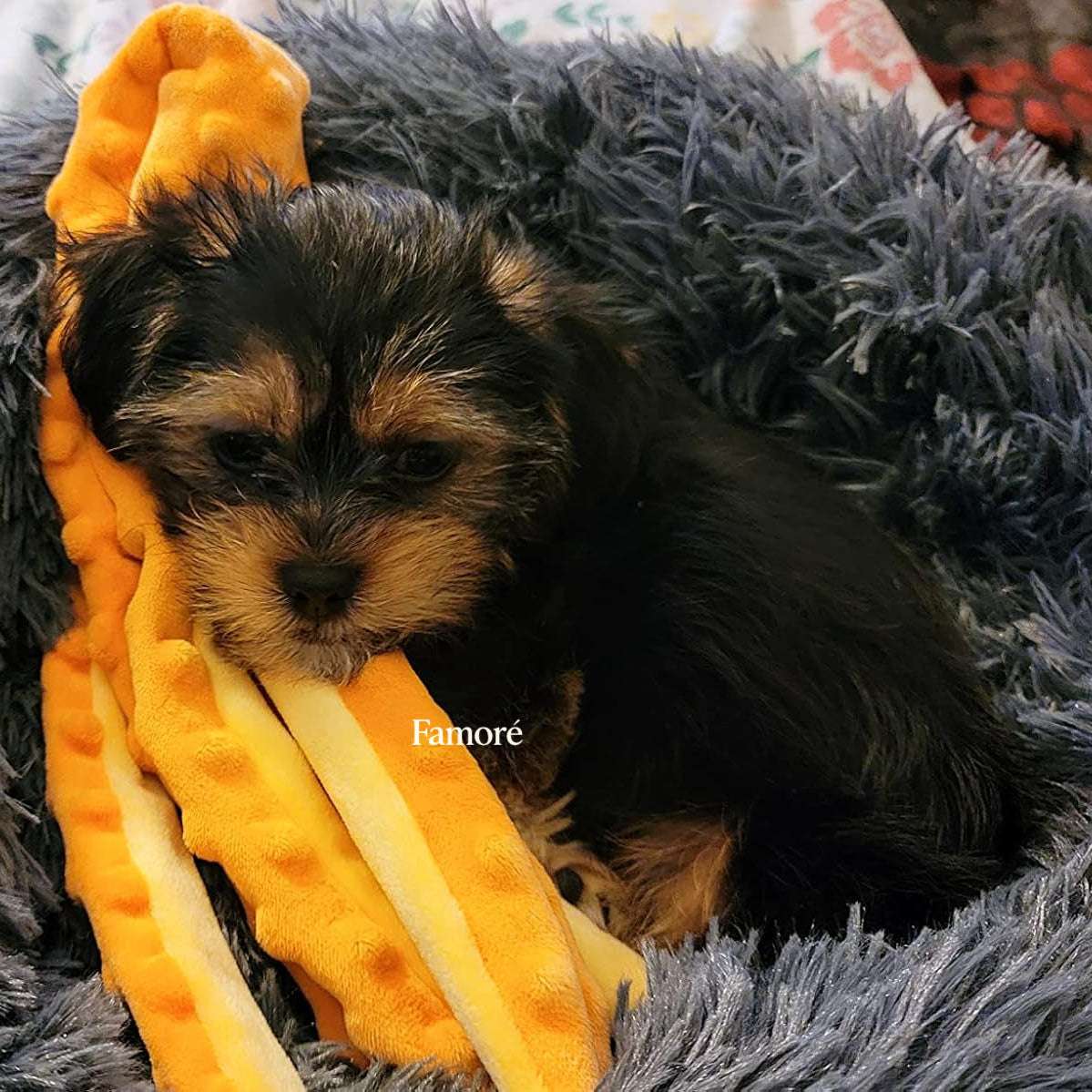 Puppy chewing on a yellow plush toy with 'Famore' branding, lying on a gray fluffy surface.