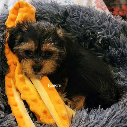 Puppy chewing on a yellow plush toy with 'Famore' branding, lying on a gray fluffy surface.
