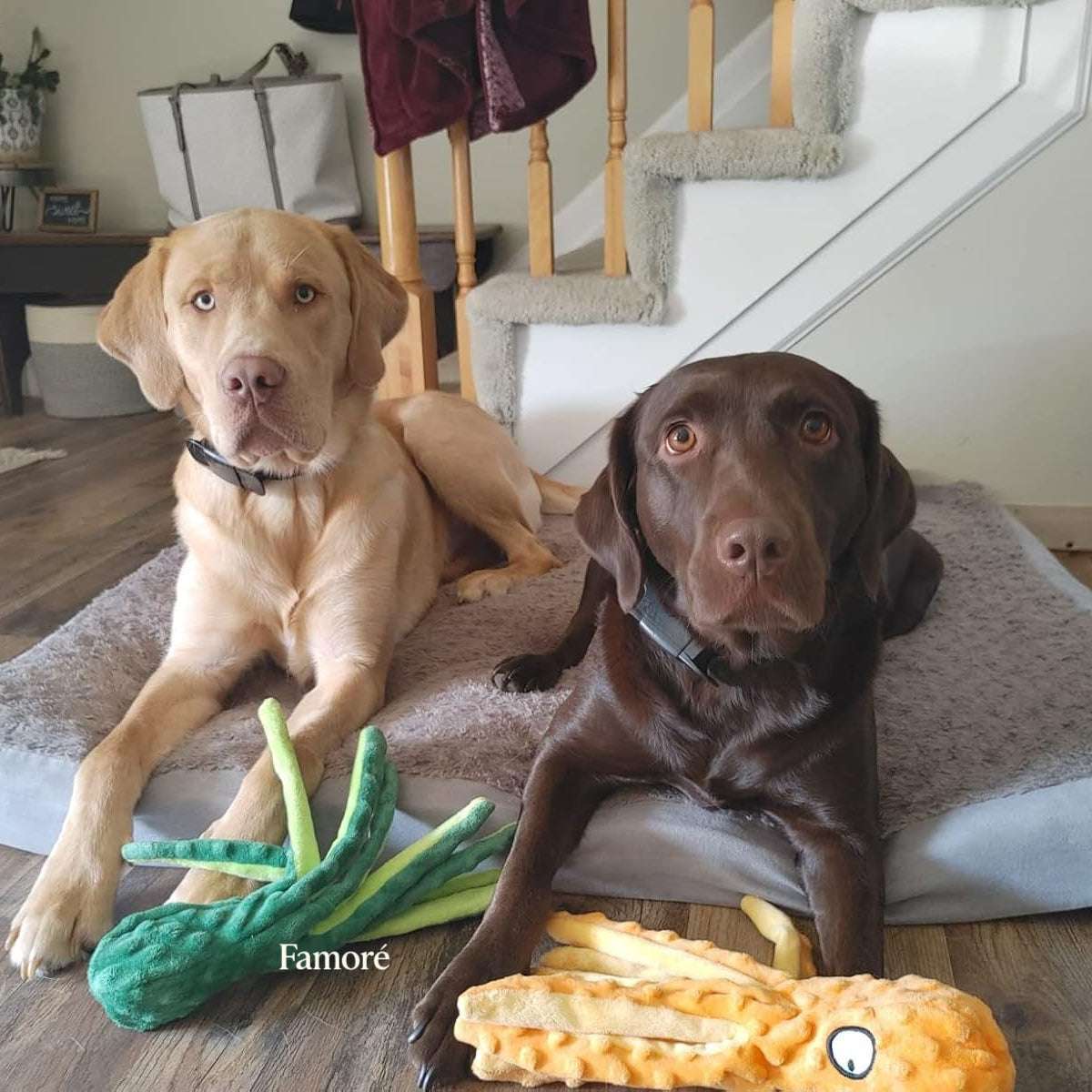Two dogs sitting on a rug with chew toys in a home setting