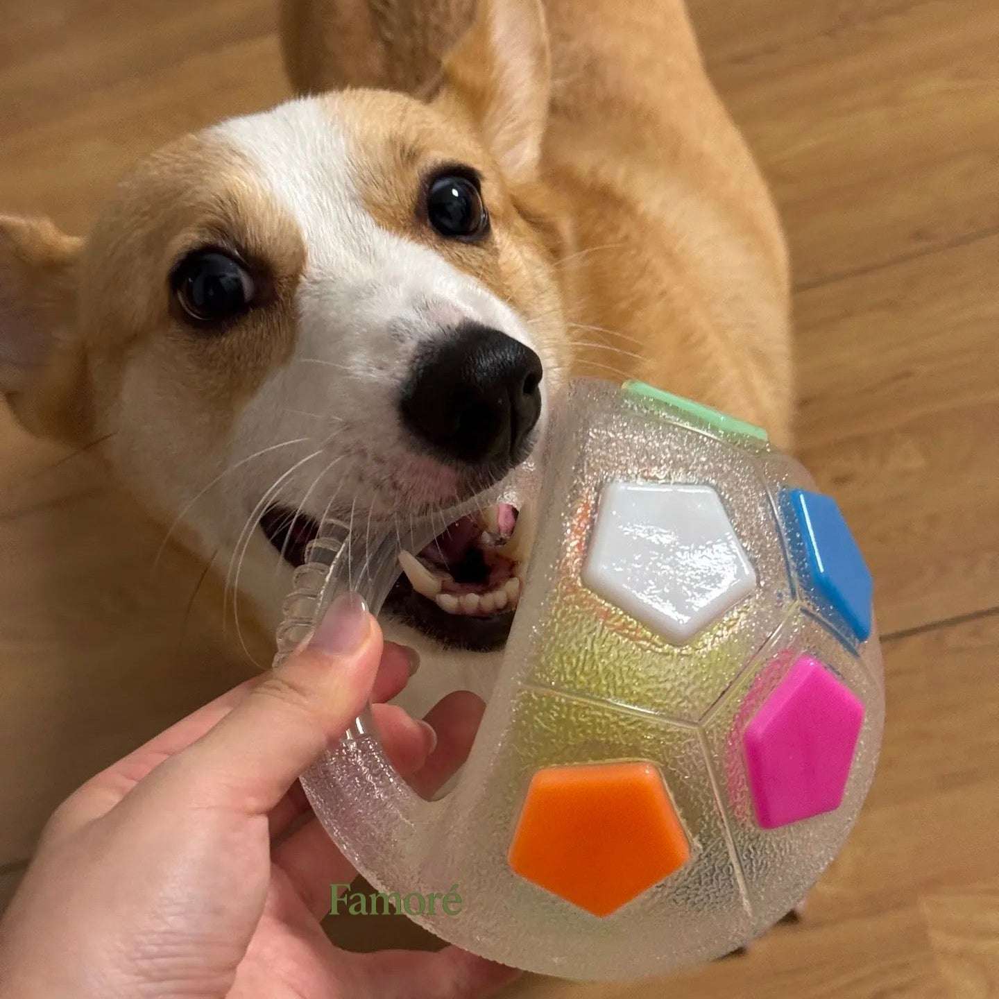 Dog playing with a colorful ball toy on a wooden floor
