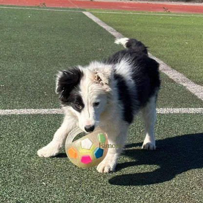 Dog playing with a colorful ball on a sports field