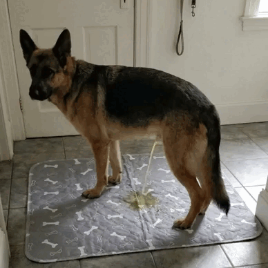 Washable Leak Guard Pee Pad Training Pad